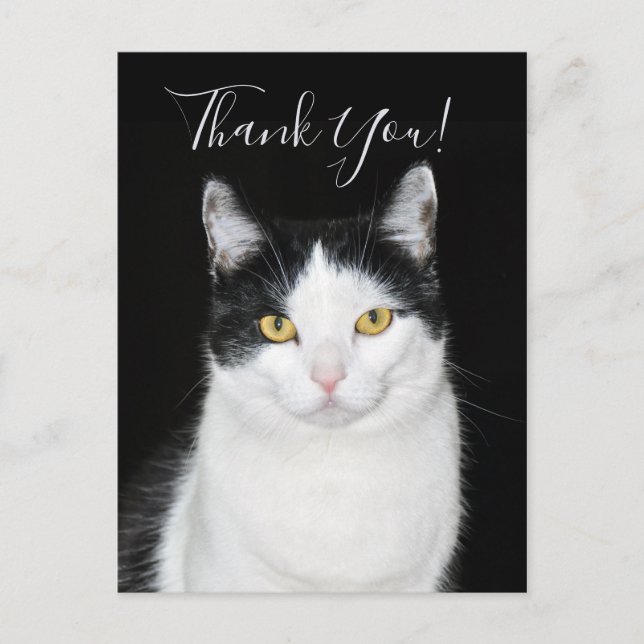 Black and White Cat Portrait Postcard (Front)