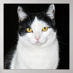 Black and White Cat Portrait Poster