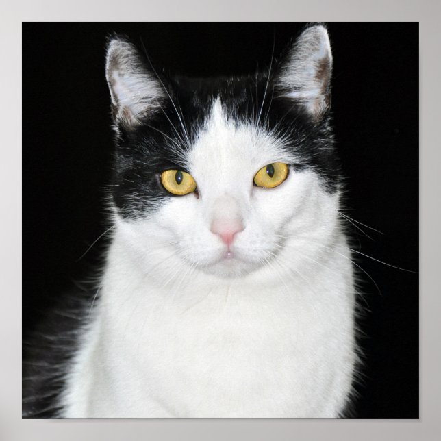 Black and White Cat Portrait Poster (Front)