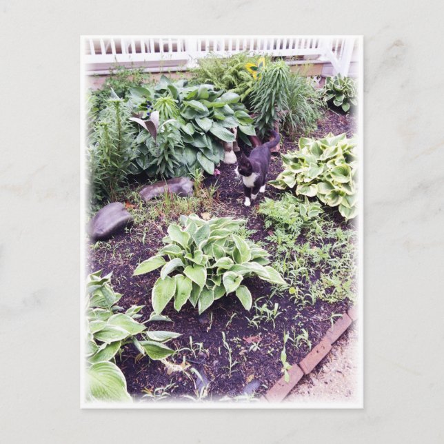 Black-and-White Cat Postcard (Front)