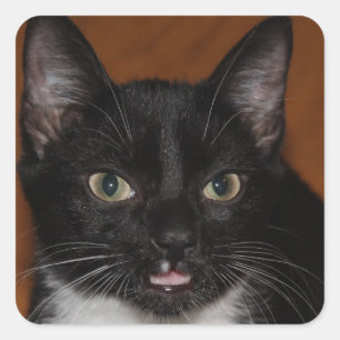 BLACK AND WHITE CAT SQUARE STICKER