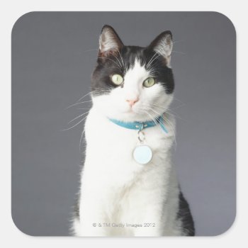 Black And White Cat Square Sticker by prophoto at Zazzle