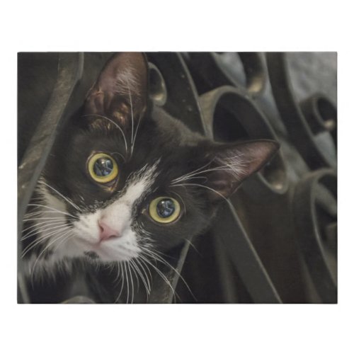 Black and White Cat through Wrought Iron Fence Faux Canvas Print