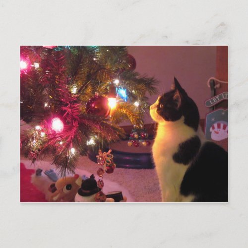 Black and White Cat w Christmas Tree Postcard