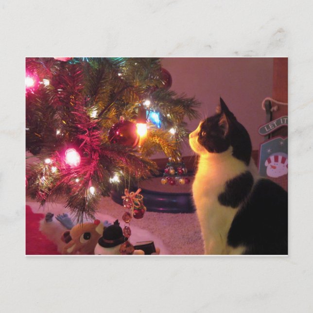 Black and White Cat w/ Christmas Tree Postcard (Front)