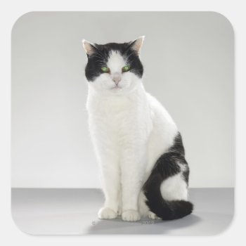 Black And White Cat With Glowing Green Eyes Square Sticker by prophoto at Zazzle