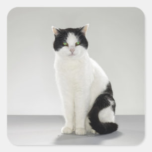 Black and white cat with glowing green eyes square sticker