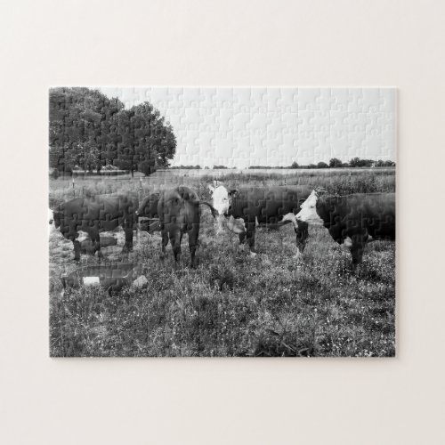Black and White Cattle Photo Jigsaw Puzzle