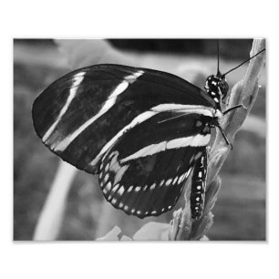 Black and White Charming Butterfly Photo Print