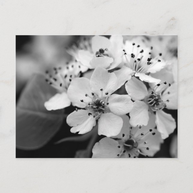 Black and White Cherry Blossom Postcard (Front)