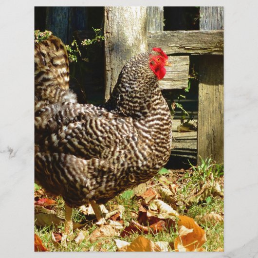Black and white Chicken (Front)