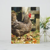 Black and white Chicken (Standing Front)