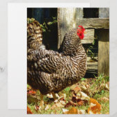Black and white Chicken (Front/Back)