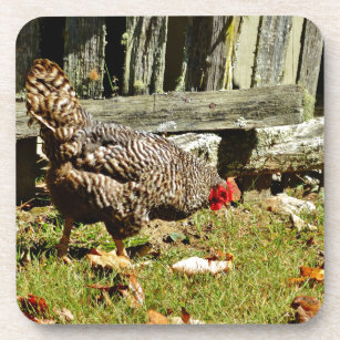 Black and white Chicken by fence Drink Coaster