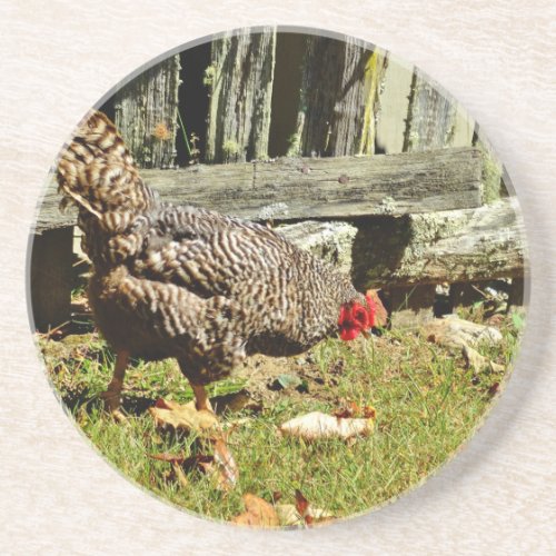 Black and white Chicken by fence Drink Coaster