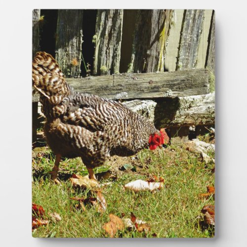 Black and white Chicken by fence Plaque