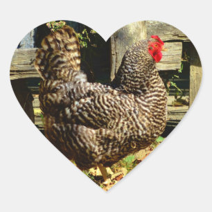 Black and white Chicken Heart Sticker