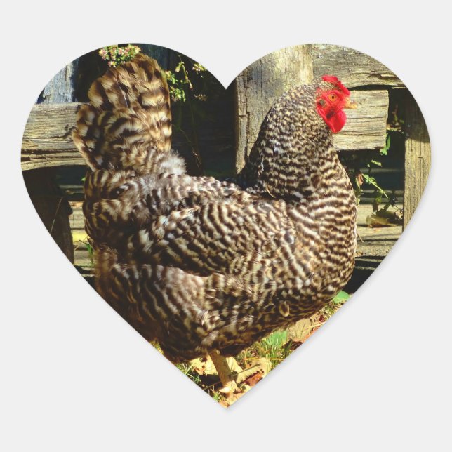 Black and white Chicken Heart Sticker (Front)