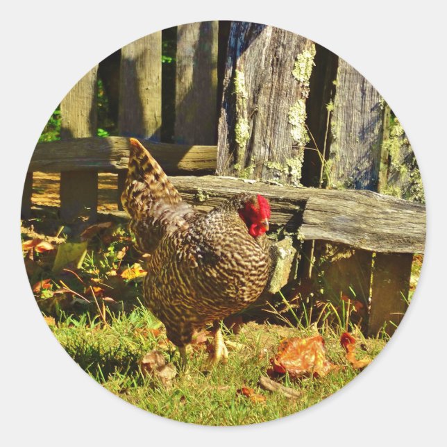 Black and white Chicken in farmyard Classic Round Sticker (Front)