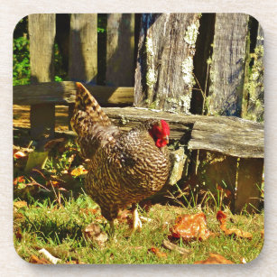 Black and white Chicken in farmyard Coaster