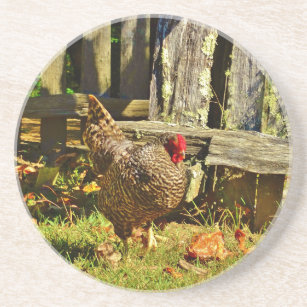 Black and white Chicken in farmyard Drink Coaster