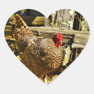 Black and white Chicken in farmyard Heart Sticker