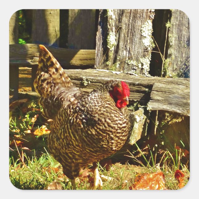 Black and white Chicken in farmyard Square Sticker (Front)