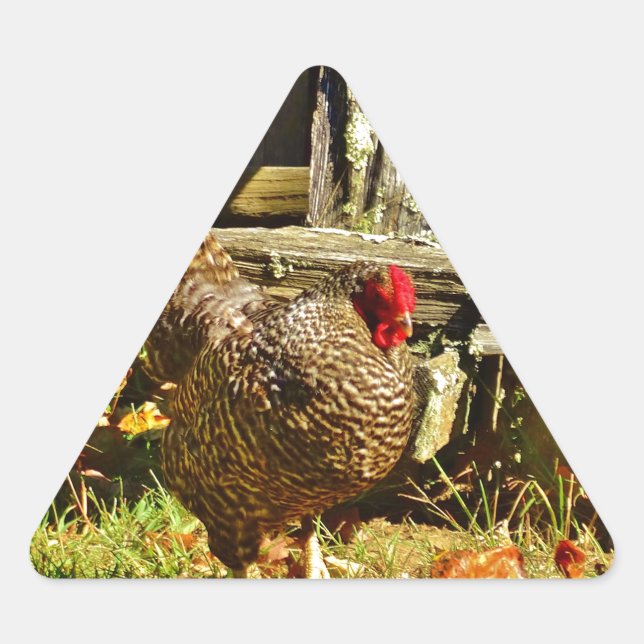 Black and white Chicken in farmyard Triangle Sticker (Front)