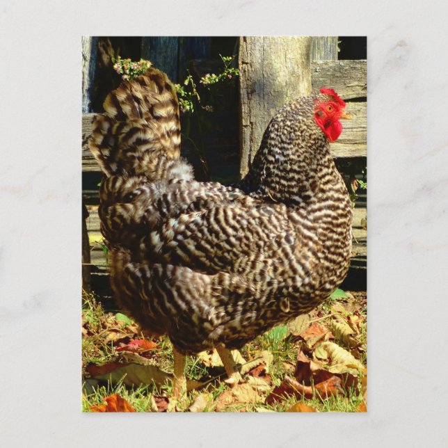 Black and white Chicken Postcard (Front)