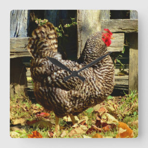 Black and white Chicken Square Wall Clock