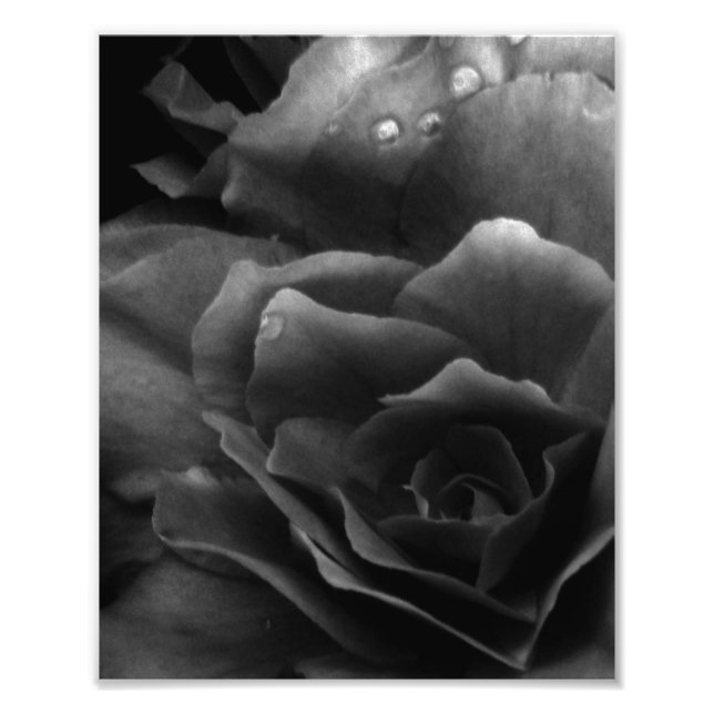 Black and White Close Up of a Double Begonia Photo Print (Front)