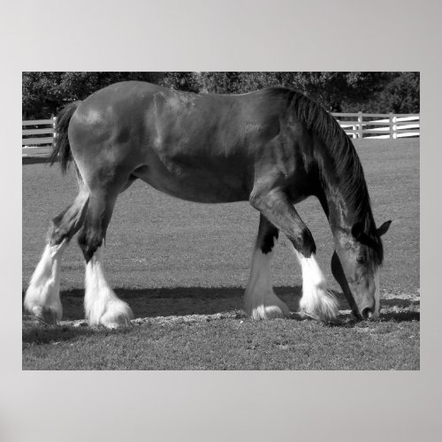 Black and White Clydesdale Poster