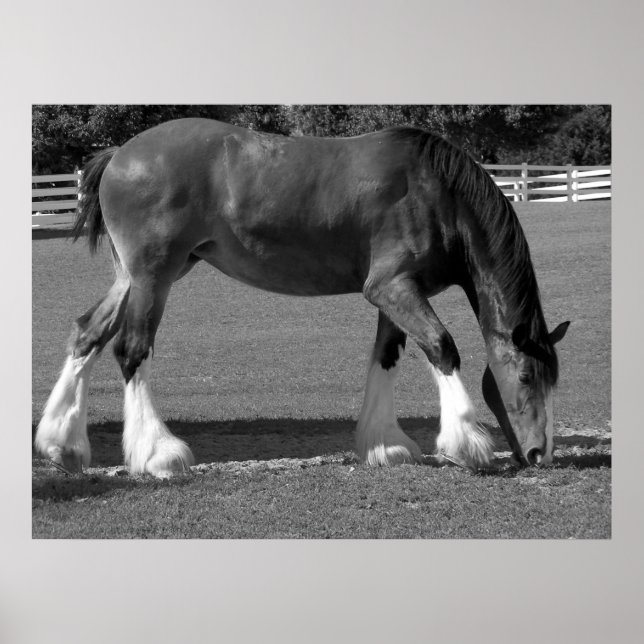 Black and White Clydesdale Poster (Front)