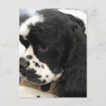 Black and White Cocker Spaniel Postcard