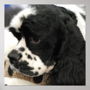 Black and White Cocker Spaniel Poster