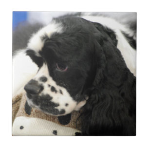 Black and White Cocker Spaniel Trivet