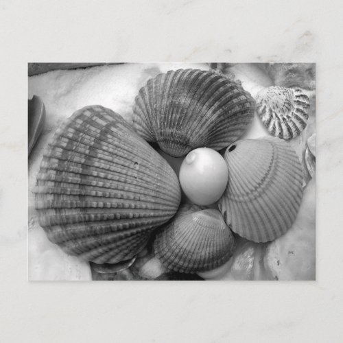 Black and White Cockle Shells Save the Date Announcement Postcard