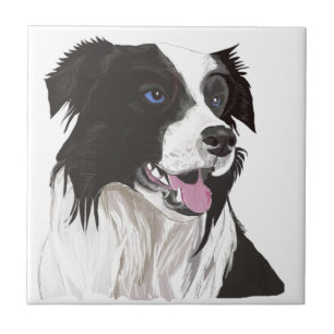 black and white collie blue eyes ceramic tile