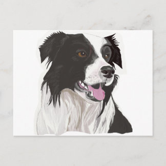 black and white collie brown eyes postcard