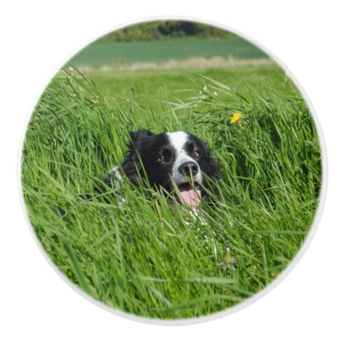 Black and White Collie in Grass Ceramic Knob