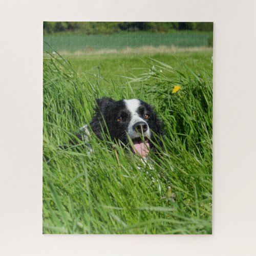 Black and White Collie in Grass Jigsaw Puzzle