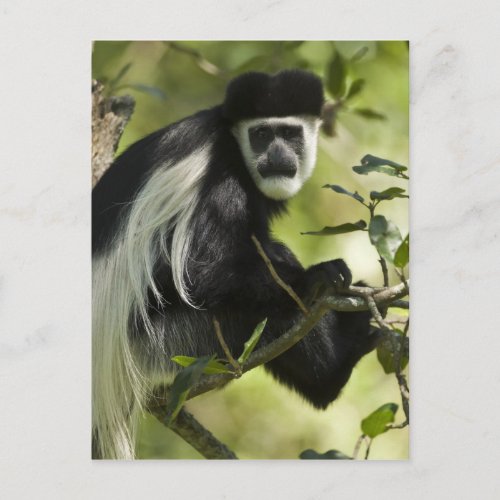 Black and White Colobus Monkey Colobus 2 Postcard