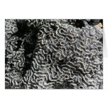 Black and White Coral I Abstract Nature Photo