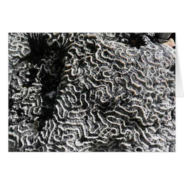 Black and White Coral I Abstract Nature Photo (Front Horizontal)