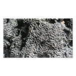 Black and White Coral I Abstract Nature Photo