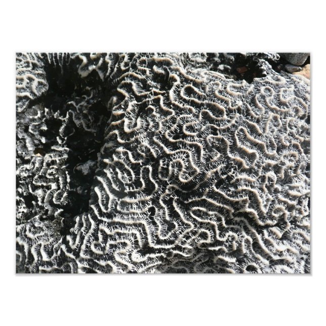 Black and White Coral I Abstract Nature Photo (Front)