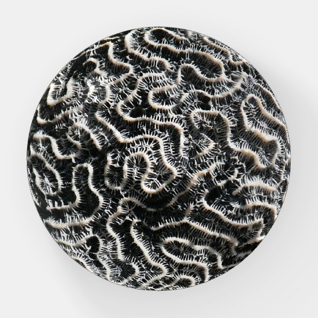 Black and White Coral I Abstract Nature Photo Paperweight (Front)