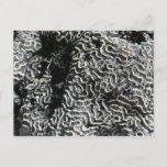 Black and White Coral I Abstract Nature Photo Postcard