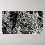 Black and White Coral I Abstract Nature Photo Poster