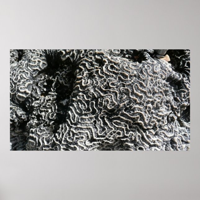 Black and White Coral I Abstract Nature Photo Poster (Front)